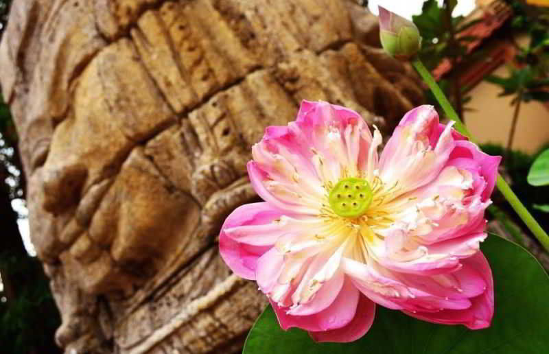 Lotus Lodge Siem Reap Bagian luar foto